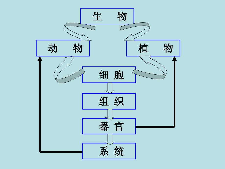 第二部分观察生物复习_第2页