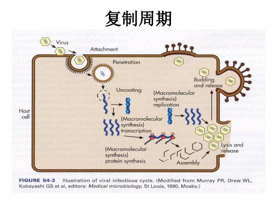 第二十二章病毒的复制_第2页