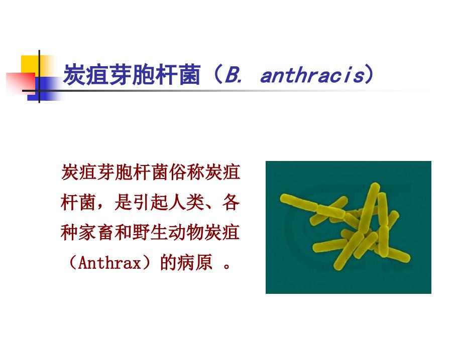 第六章革兰氏阳性产芽孢杆菌_第3页