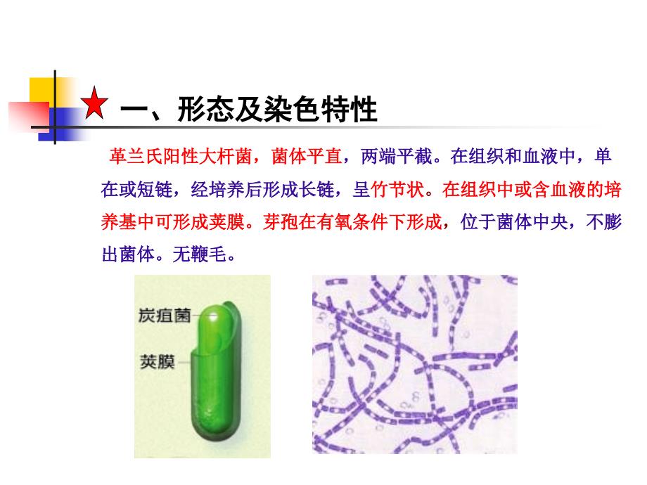 第六章革兰氏阳性产芽孢杆菌_第4页