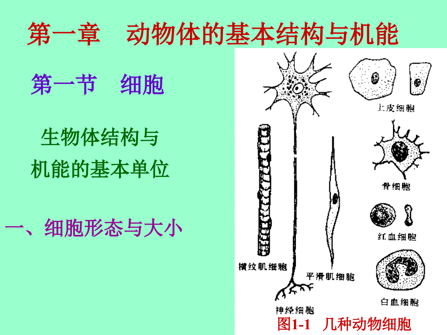 第一动物体的基本结构与机能_第1页