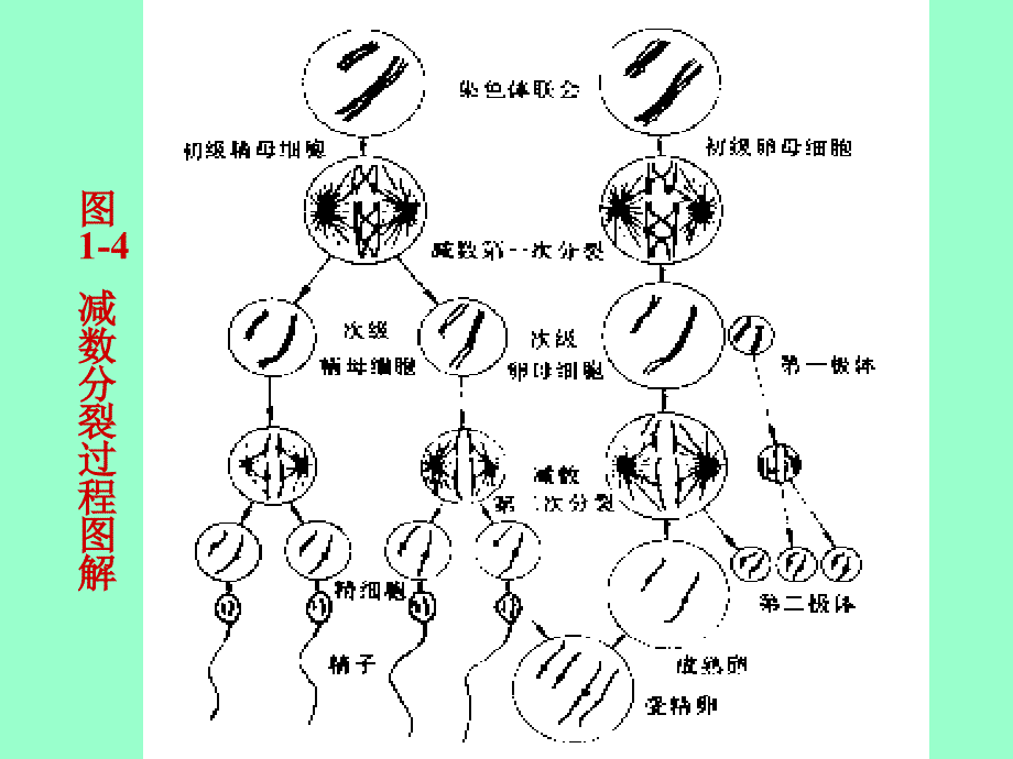 第一动物体的基本结构与机能_第4页