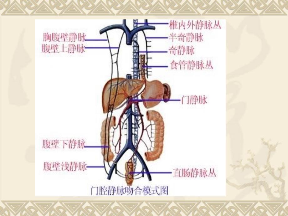 第八节肝硬化-医学资料_第2页