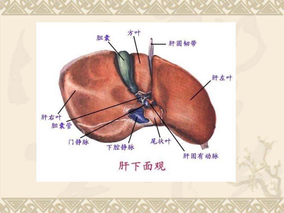 第八节肝硬化-医学资料_第4页