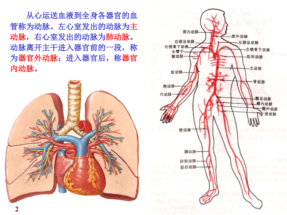 第章心血管系统动脉ppt课件_第2页