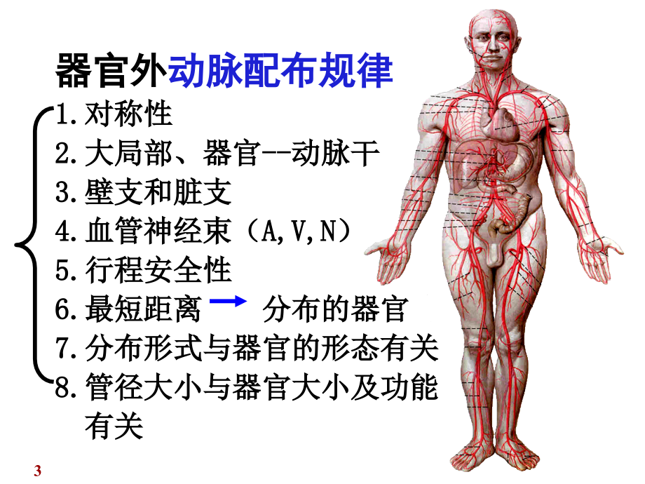 第章心血管系统动脉ppt课件_第3页