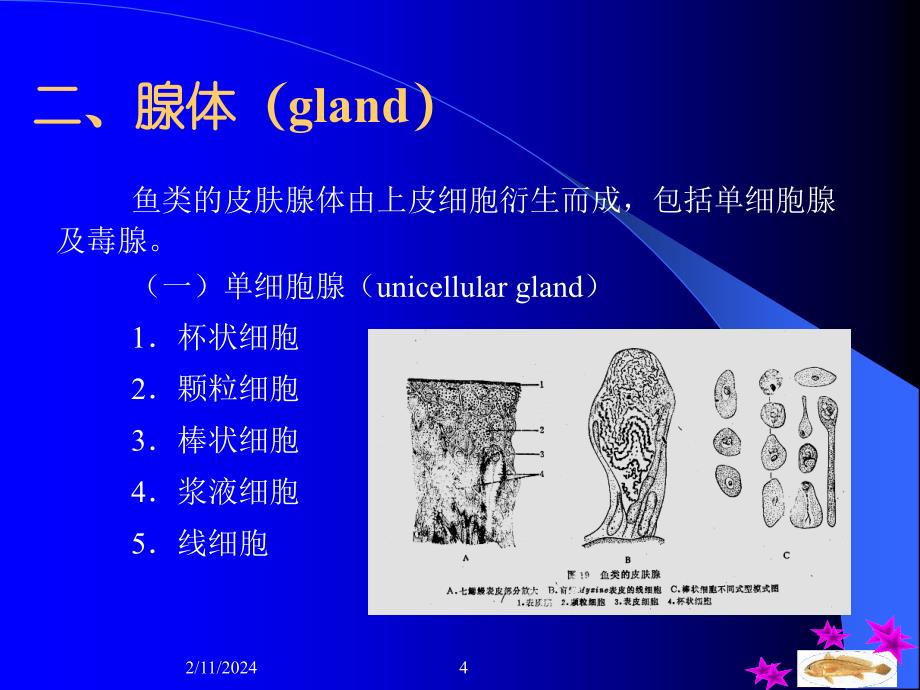 第二章皮肤及其衍生物Theskinanditsderivatives_第4页