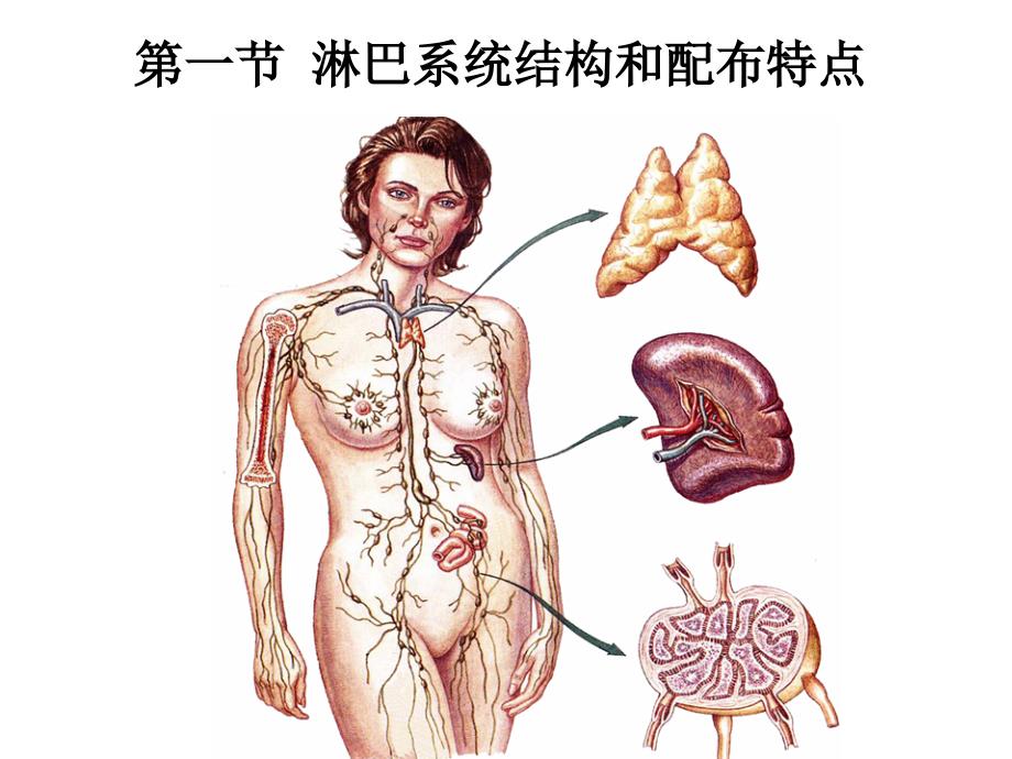 课件淋巴系统-医学资料_第4页