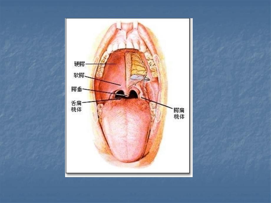 慢性扁桃体_第2页