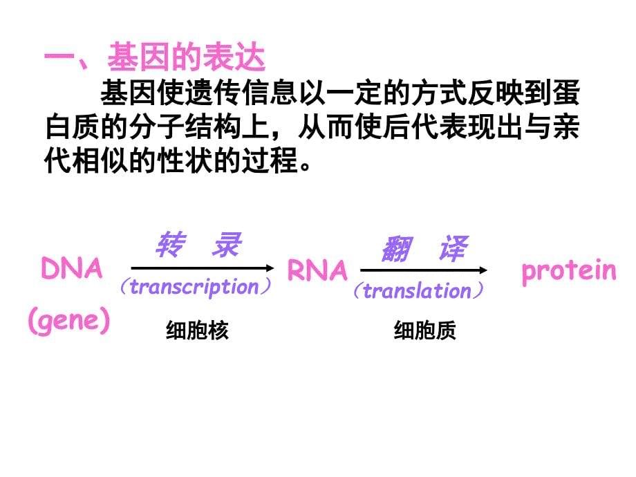 第4章基因的表达-医学资料_第5页