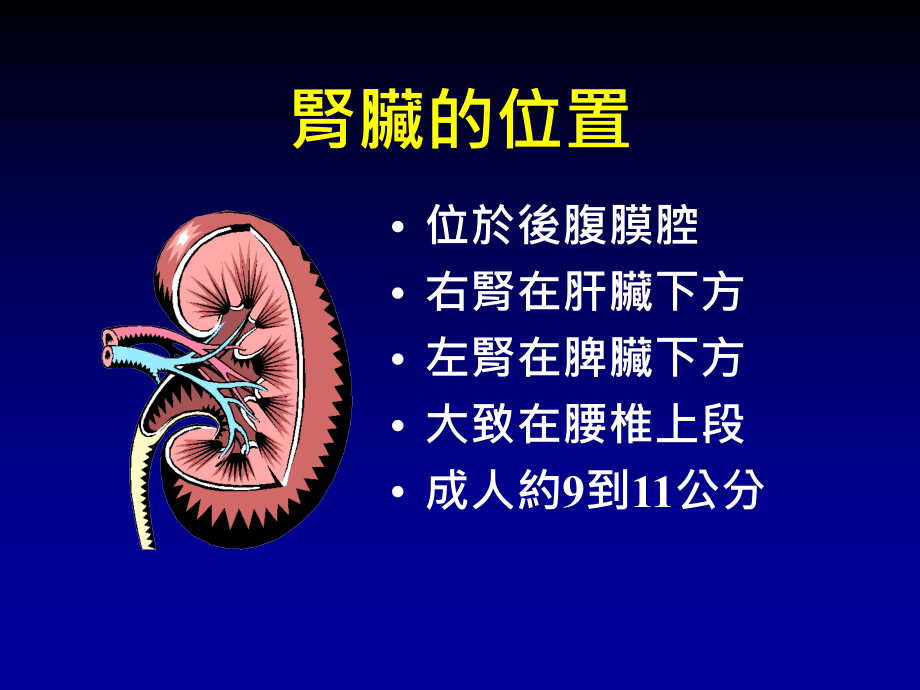 蛋白尿--谈肾脏保健-医学资料_第2页