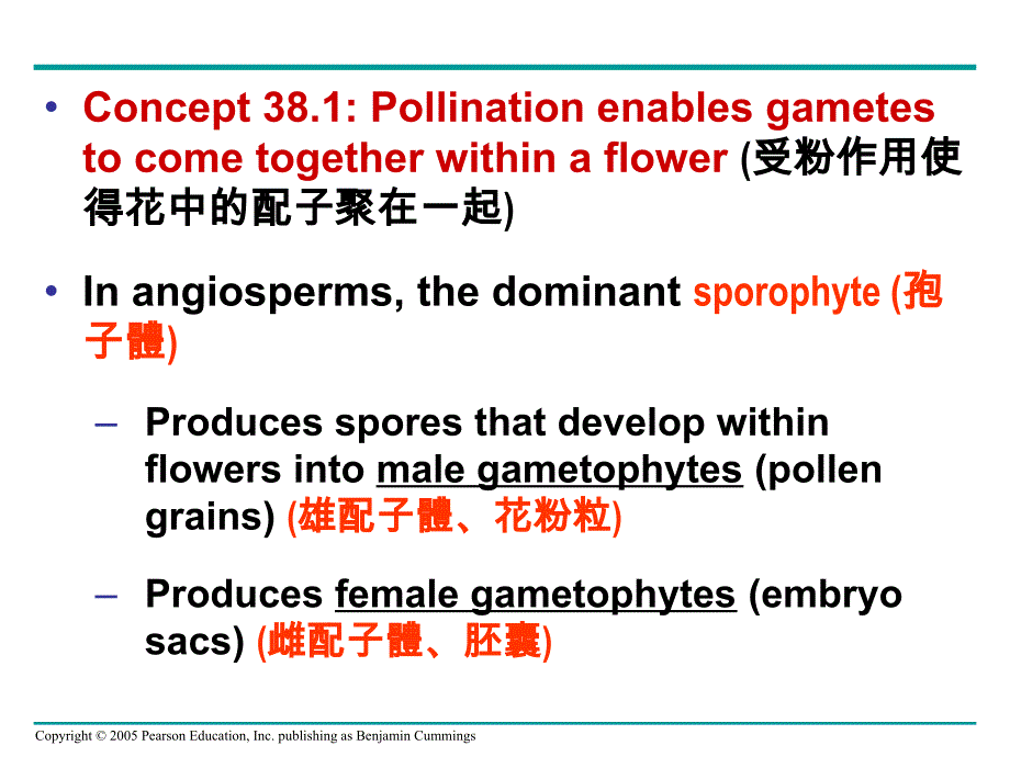 被子植物生殖与生物技术-医学资料_第4页