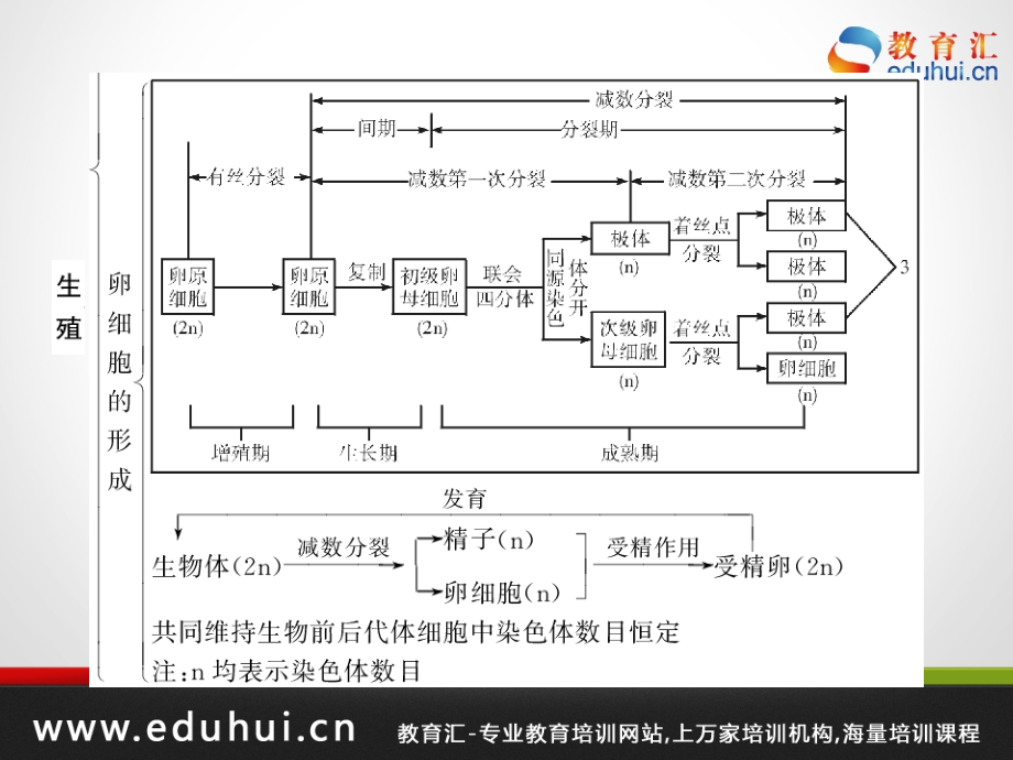 高考生物第一轮复习精品课件包第五单元生物的生殖和发育考点23_第4页