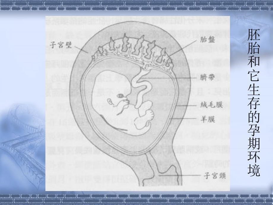 第二部分胎儿期孕期的发展_第5页