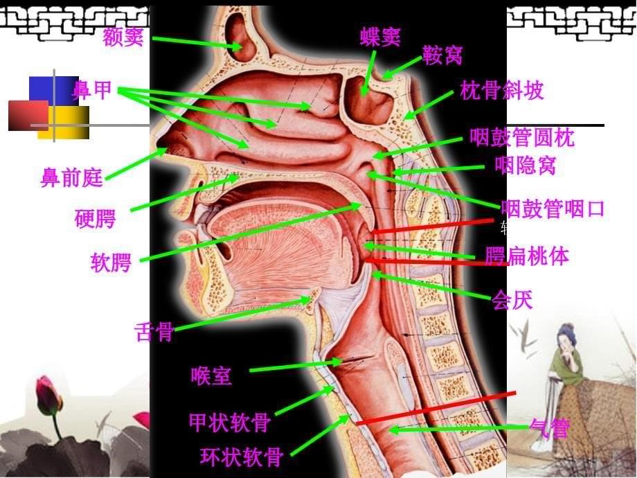 鼻咽部的CT解剖修改-医学资料_第5页