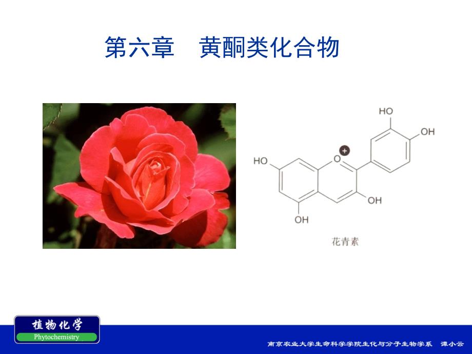 南农植物化学第六章黄酮类化合物_第1页