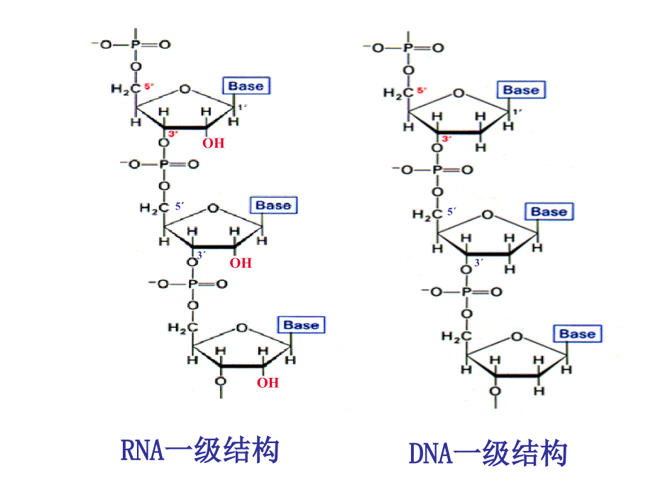 第2章核酸的结构和功能2共价结构-医学资料_第4页
