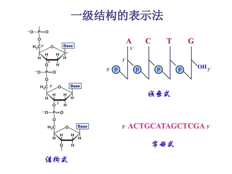 第2章核酸的结构和功能2共价结构-医学资料_第5页