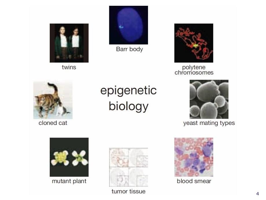 表观遗传学课件-医学资料_第4页