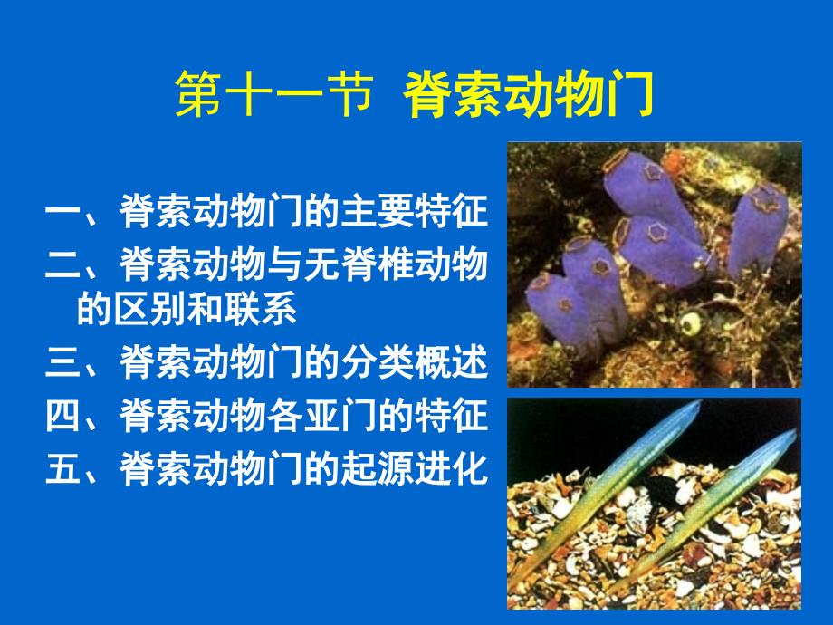 第十一节脊索动物门ppt课件_第1页