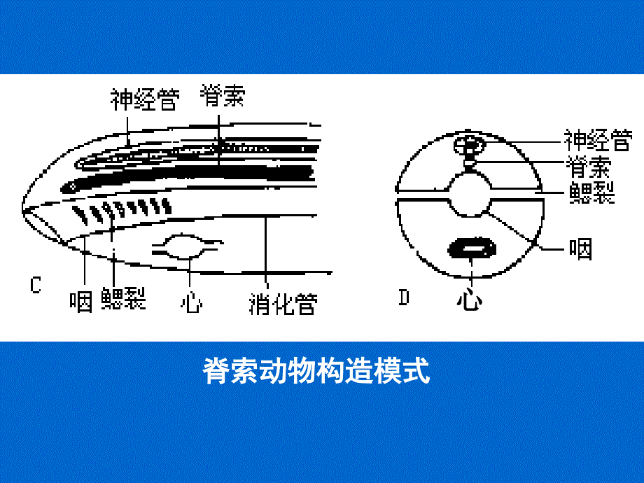 第十一节脊索动物门ppt课件_第3页