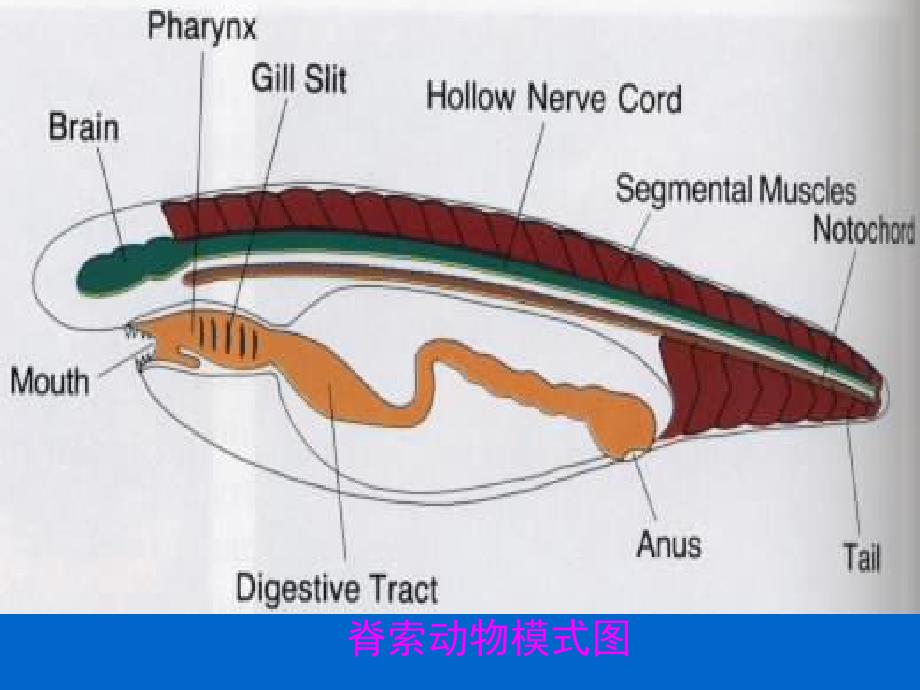 第十一节脊索动物门ppt课件_第4页