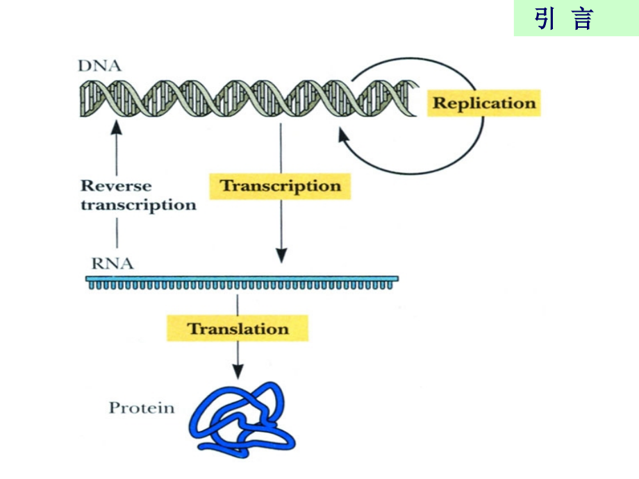 第十一部分蛋白质的生物合成_第2页