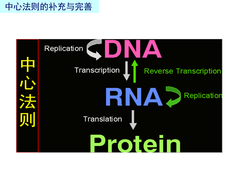 第十一部分蛋白质的生物合成_第3页