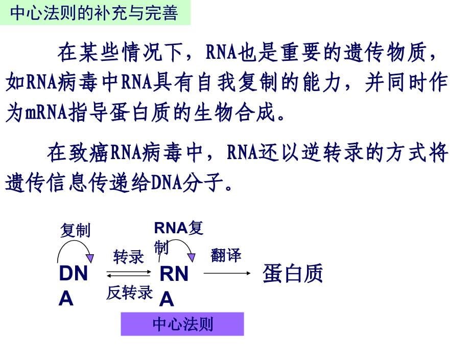 第十一部分蛋白质的生物合成_第5页