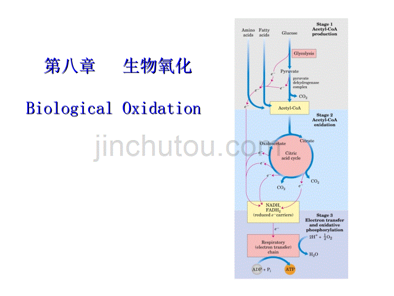 第八章生物氧化BiologicalOxidation_第1页