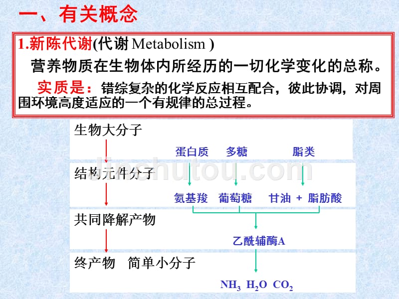 第19章代谢总论-医学资料_第2页