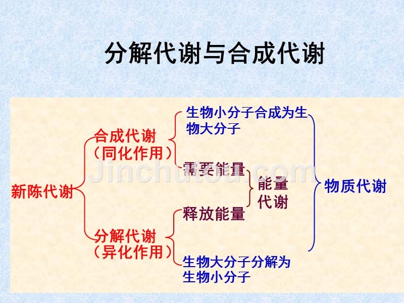 第19章代谢总论-医学资料_第3页