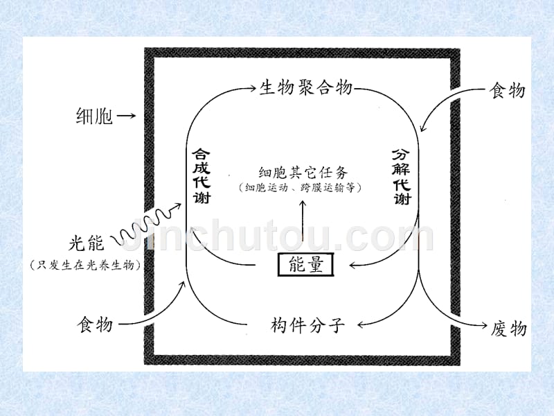 第19章代谢总论-医学资料_第5页