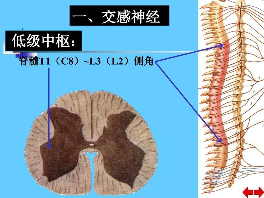 内脏神经1_第5页