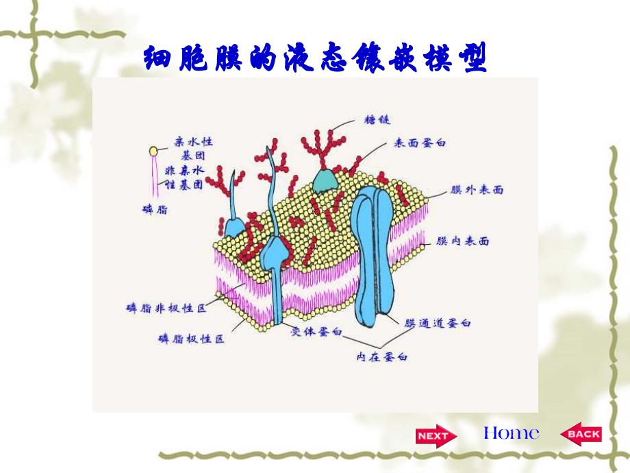 第二部分细胞的基本功能_第4页