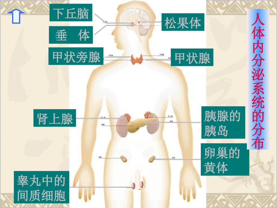 内分泌系统1_第4页