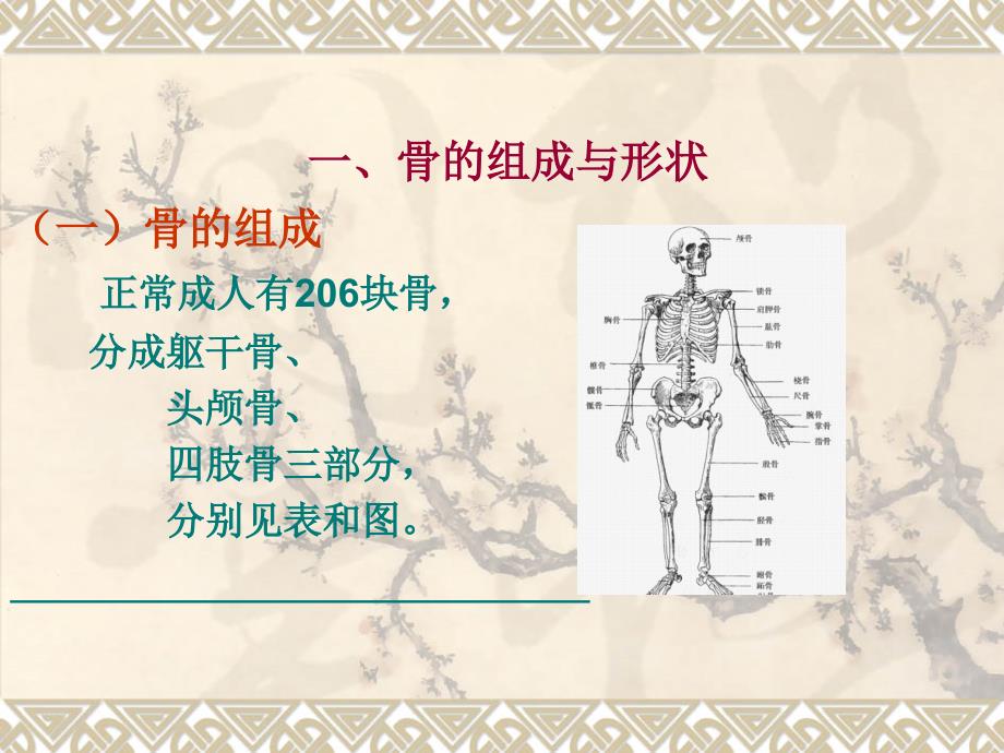 第一节骨的结构与机能解剖ppt课件_第4页