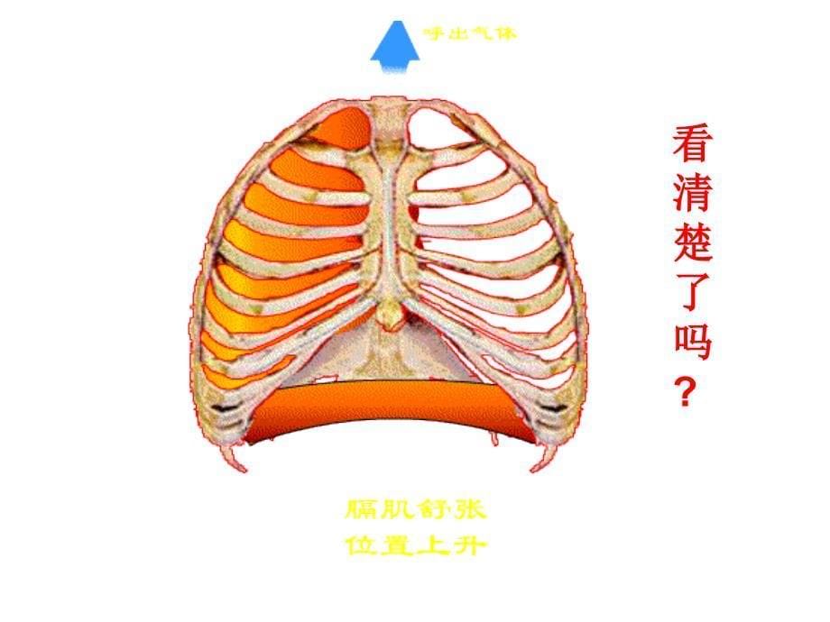 第二发生在肺内的气体交换_第5页