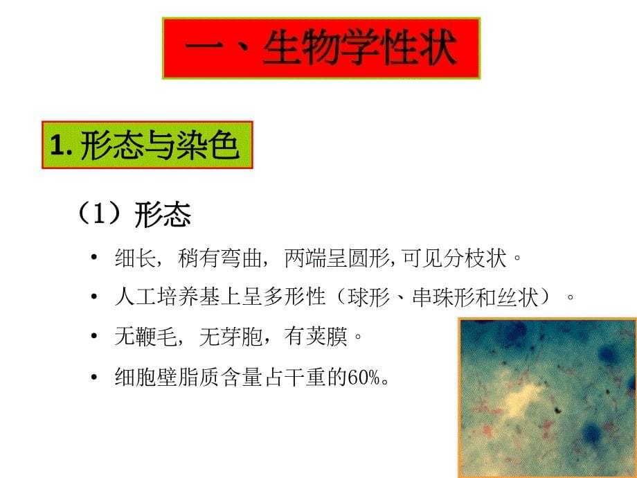 第十一部分分枝杆菌属Mycobacterium_第5页