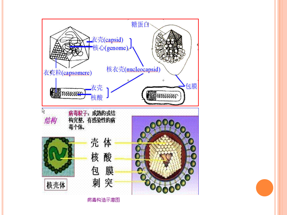 第3节病毒-医学资料_第3页