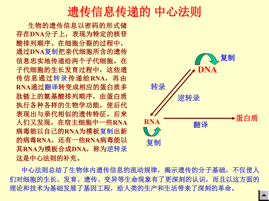 蛋白质的生物合成-医学资料_第2页