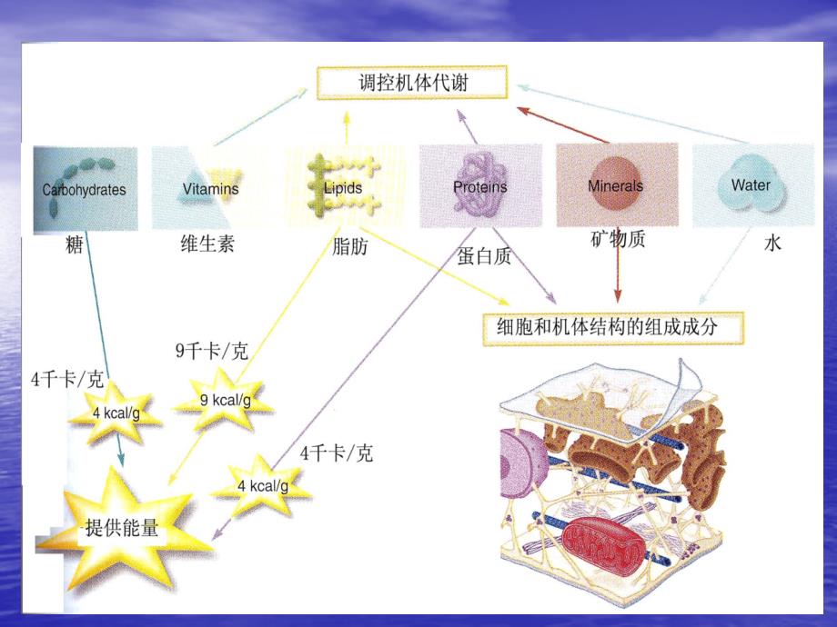 第十一章营养健康_第3页