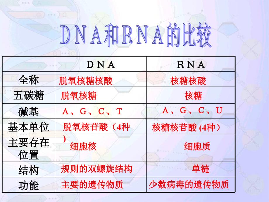 DNA分子的结构与复制(一轮复习)课件_第3页