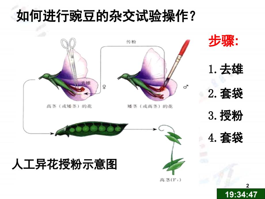 遗传的基本规律复习PPT_第2页