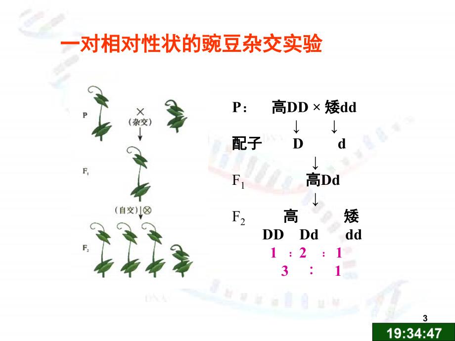 遗传的基本规律复习PPT_第3页