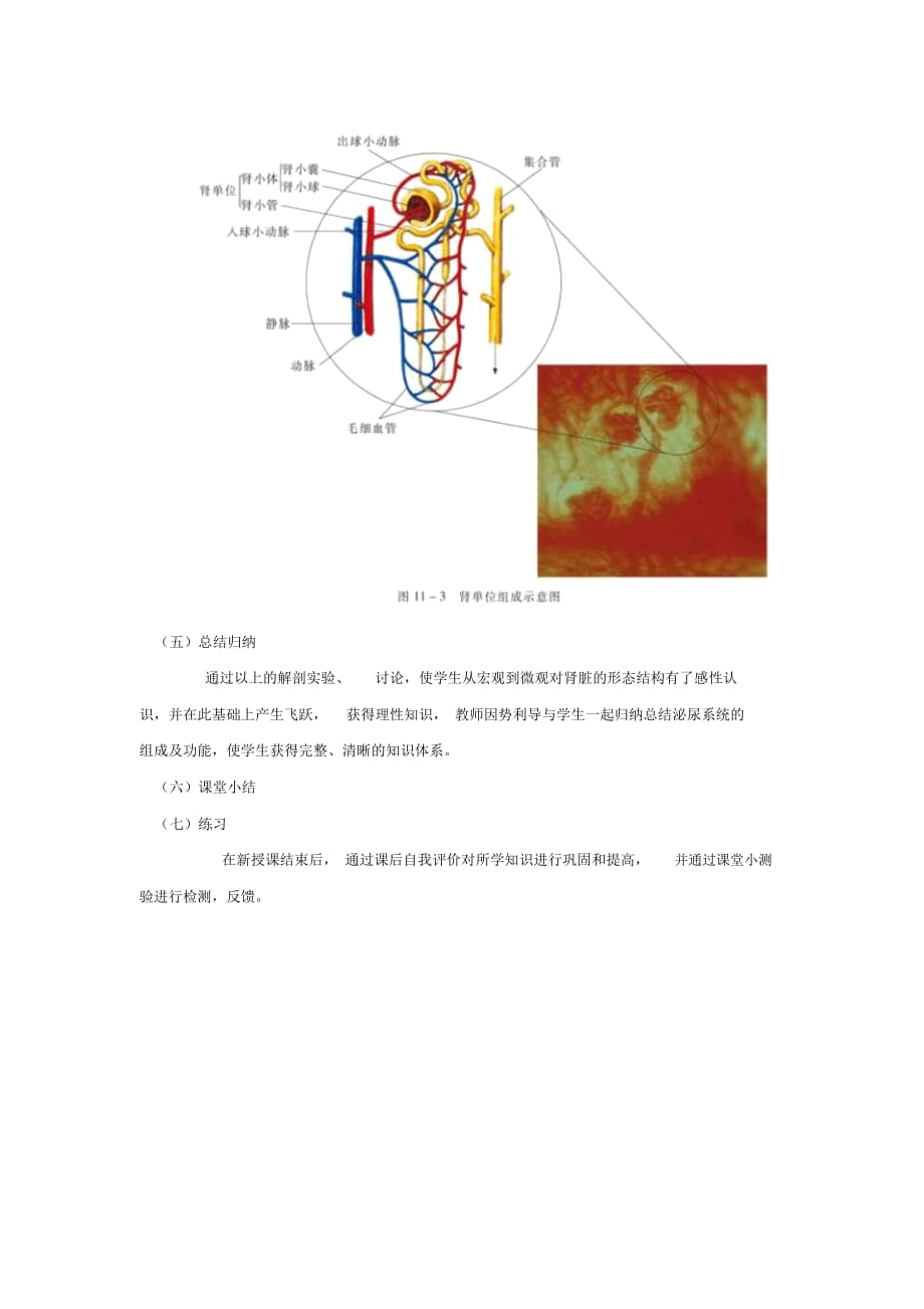 苏教初中生物七下《11第1节人体泌尿系统的组成》word教案(3)_第3页