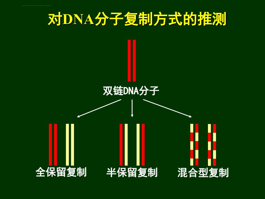 DNA半保留复制的证据课件_第3页