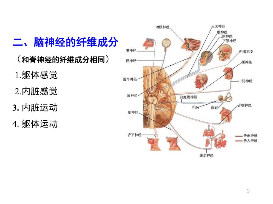 12脑神经--四种纤维PPT_第2页