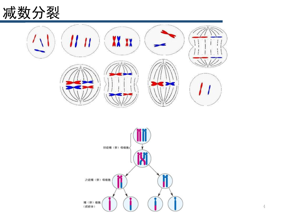 遗传学(知识框架构建及梳理)PPT_第4页