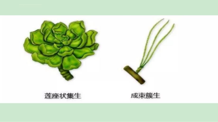 专题三：植物识别方法课件_第4页